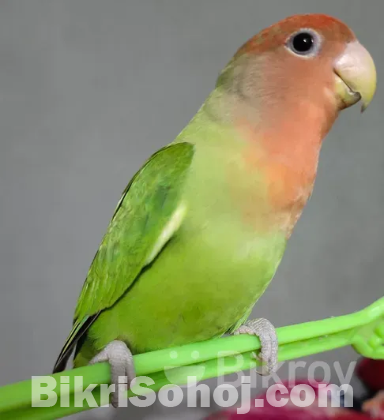 Love birds and khacha ar chobir sob e